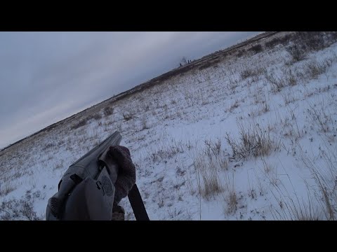 Видео: Охота на зайца. Проспал)))