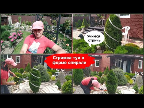 Видео: Стрижка туи в форме спирали