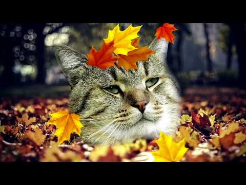 Видео: 🍁 Сочинение за 300