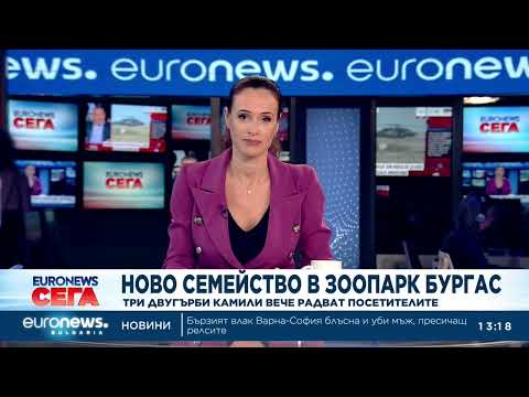 Видео: Три двугърби камили радват посетителите в Бургаския зоопарк