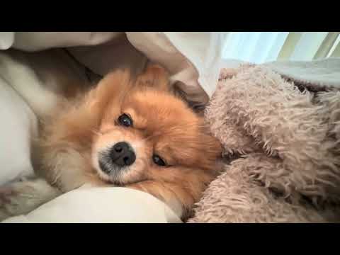 Видео: 3 листопада 2025 р.