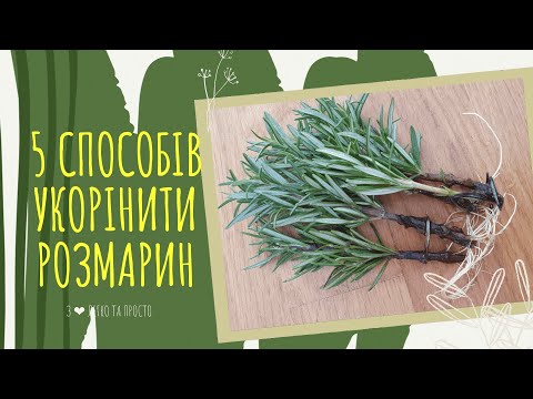 Видео: Як укорінити РОЗМАРИН. Розмноження РОЗМАРИНА 🌿🌿 Фітильний ПОЛИВ 🌿💦