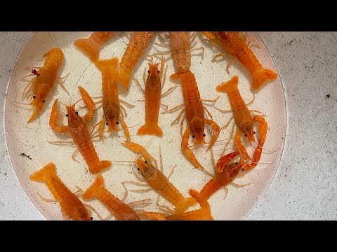 Видео: Лучшая подкормка для раков любых видов. Выращивание раков в аквариуме