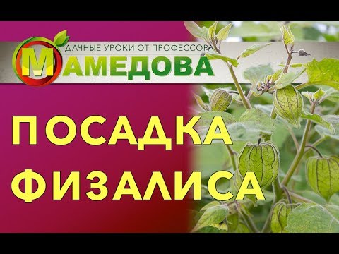 Видео: Посадка физалиса.