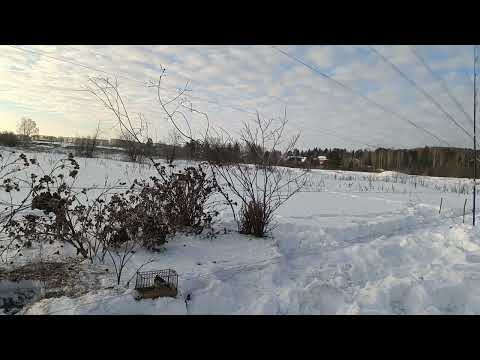 Видео: Fishing for goldfinches,ловля щеглов 26.01.2024.