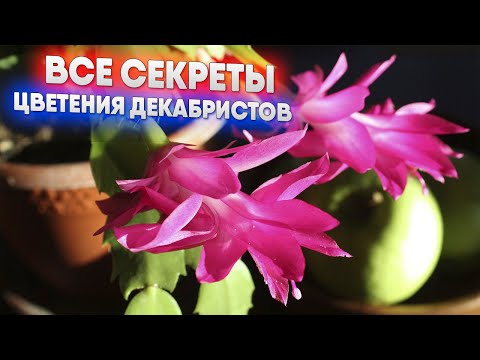 Видео: Все секреты цветения декабристов