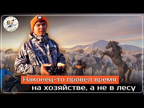 Видео: Начали по немногу выгонять Жеребят на прогулку | Лошадь провалилась в прорубь | КФХ Идиятуллина
