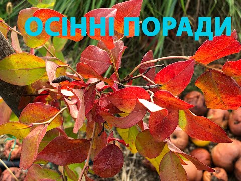 Видео: Лохина, голубика. Осінні поради від ecoVolyn.