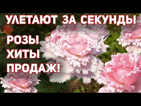 Видео: Самые востребованные сорта роз на весну 2022, продаются в первые секунды открытия каталогов!
