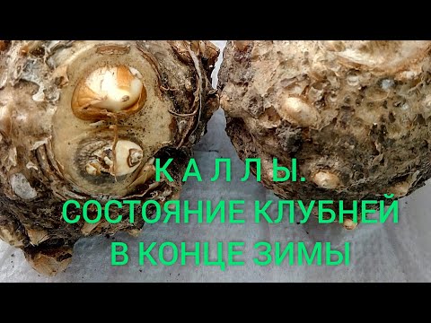 Видео: Каллы.Состояние клубней 23.02.Что теперь делать?