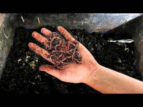 Видео: РАЗВЕДЕНИЕ ЧЕРВЕЙ ДЛЯ РЫБАЛКИ! Как всегда иметь червей зимой и летом дома? Рыбалка