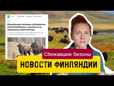 Видео: Сбежавшие бизоны в Финляндии, читаем и учим финский вместе