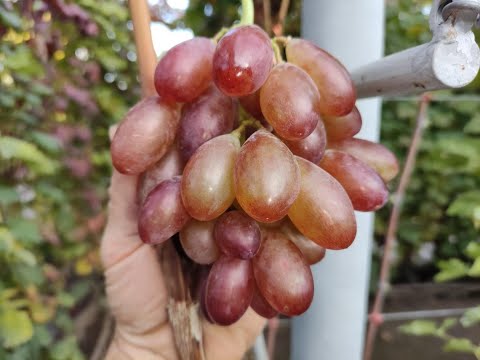 Видео: МОИ ПРИВИВКИ 2022! ТЕЛ.+79054033245 WhatsApp и Viber +79528500417.