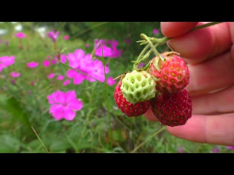 Видео: ПО ЯГОДЫ! ДА ПО РЫБУ! Вот что нам удалось сегодня добыть!