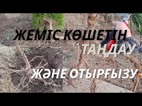 Видео: КӨШЕТ ТАҢДАУ ЖӘНЕ ОТЫРҒЫЗУ. |Выбор и высадка саженцев плодовых деревьев| #garden #бақ #сад