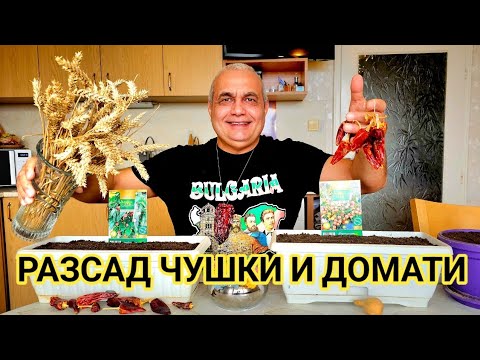 Видео: Как се прави разсад за чушки и домати! Кога се сеят семената?