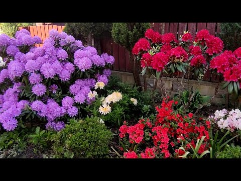 Видео: Прогулка по сказочному весеннему саду Александры💐🌹Познакомтесь -современный малоуходный огород🍆🧄🥕🌶️🍅