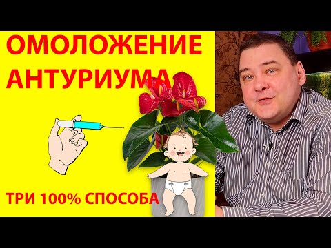 Видео: Омоложение антуриума. 3 проверенных способа как омолодить антуриум