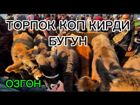 Видео: ОЗГОН ТОРПОК БАЗАР 09.11.2025.#памиртв #horse #rek #озгон 