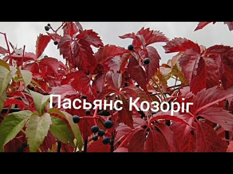 Видео: Пасьянс Козоріг♑ 7-13.10.24 📚🐝🍯Таро