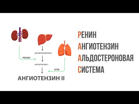 Видео: Ренин-ангиотензин-альдостероновая система, принцип работы. Патогенез артериальной гипертензии.