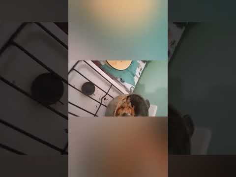 Видео: Я зделал с миасом рисвий суп рекамендуйу сматреты @RufatMuratbev #еда 