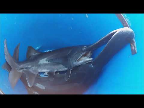 Видео: Как получить чёрную икру без затрат? Вырастить веслоноса. How to get black caviar without costs?