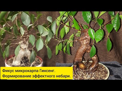 Видео: Бонсай Фикус Микрокарпа Гинсенг. Как подготовить безземельный грунт для бонсай!? Как оголить корни!?