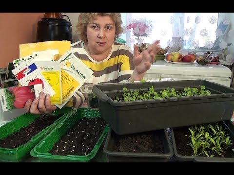 Видео: У меня Будет Огород потому что я  Купила Профессиональные семена/ Всходы на 4 день