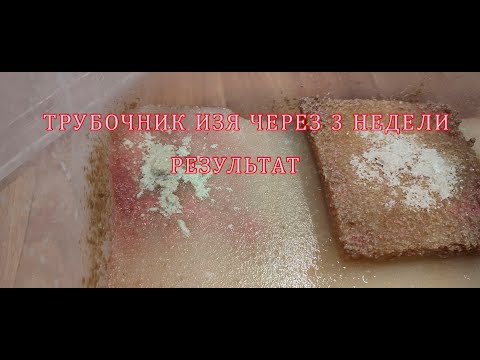 Видео: Трубочник Изя. Результат через 3 недели. Часть 2.
