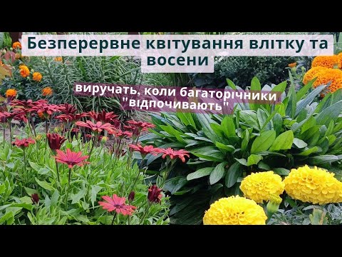 Видео: Варіанти ОРИГІНАЛЬНИХ квітучих рослин для заповнення пустот в клумбах. 