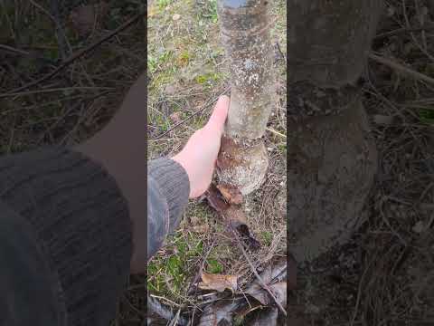 Видео: Осмотр грецкого ореха.  #орех #грецкий #сад #Беларусь #Киктенко