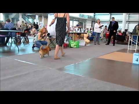 Видео: 22 июля 2018 г. г. Санкт -Петербург, выставка собак, CACIB, видео ринга норвич терьеров