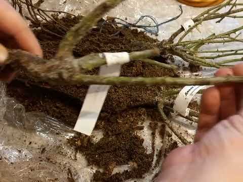 Видео: УЦЕНЕННЫЕ РОЗЫ🌹. Питомник Розы Вдохновения.