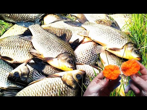 Видео: Насадка для рыбалки на поплавок о которой не знают 90% рыбаков.