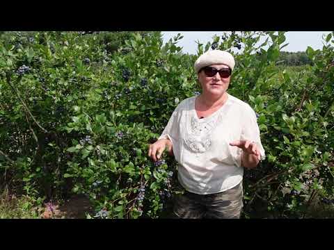 Видео: Как бороться с вредителями растений методом пермакультуры