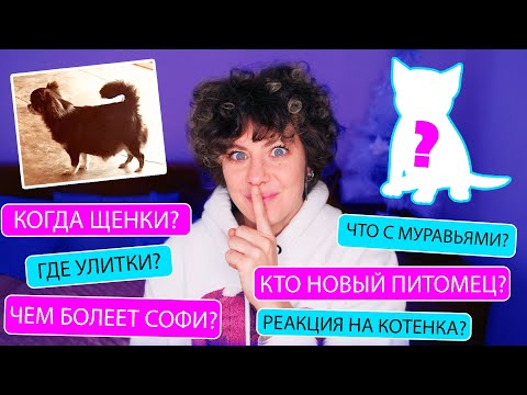 Видео: НОВЫЙ ПИТОМЕЦ, ЩЕНКИ ЮМИ, СОБАКА ИЗ ПРИЮТА, ДРАКИ В СЕМЬЕ - ВОПРОС - ОТВЕТ