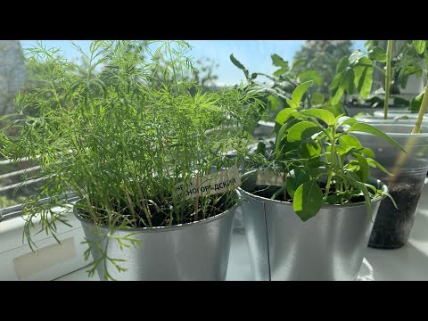 Видео: Мой огород на балконе🌿