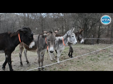 Видео: BTA: Приют за магарета в село Баничан