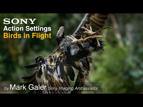 Видео: Настройки камеры для съемки динамичных сцен и птиц в полете