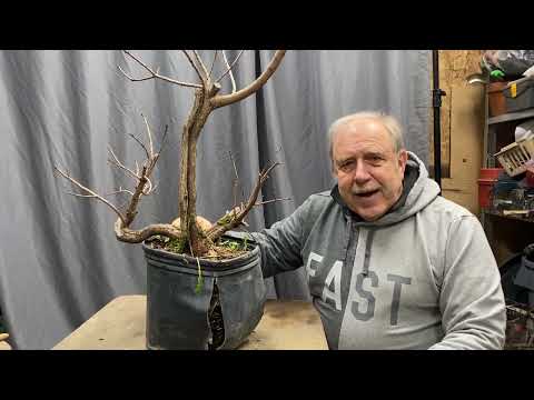 Видео: Преображение смоковницы: превращение заброшенного питомника в шедевр бонсай