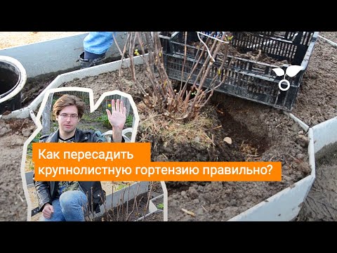 Видео: Как пересадить крупнолистную гортензию правильно?