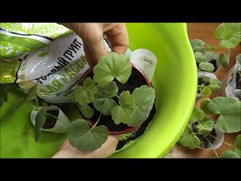 Видео: Пересадка пеларгонии в горшки большего объема