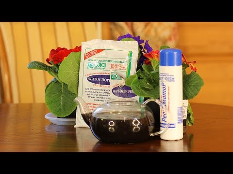 Видео: Примулы из  магазина  Как сохранить до весны