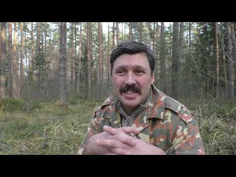 Видео: Осень  Адаптации растений и животных