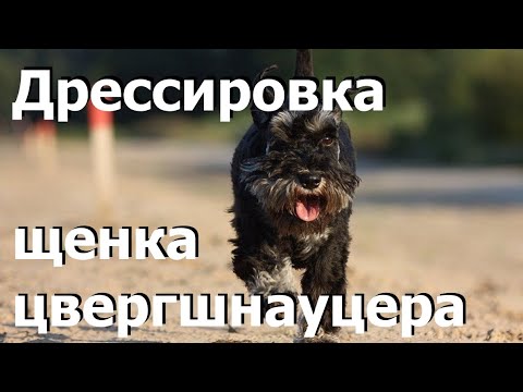 Видео: 95. Дрессировка щенка Цвергшнауцера. Результат после 5 занятий