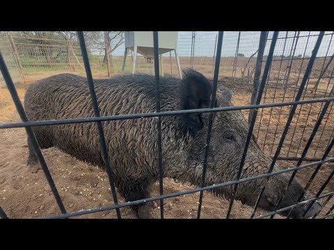 Видео: Самый милый кабан, которого мы когда-либо загружали! Мы что, сломали собачью будку?