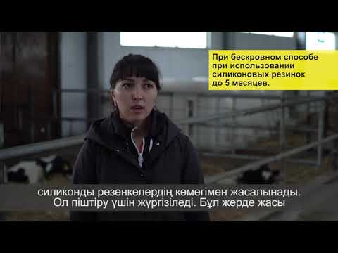 Видео: Обезроживание молочных телят