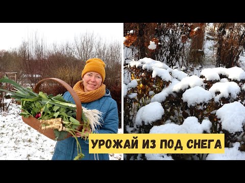 Видео: ОДНО САЖАЮ, ДРУГОЕ СОБИРАЮ! Влог 2021