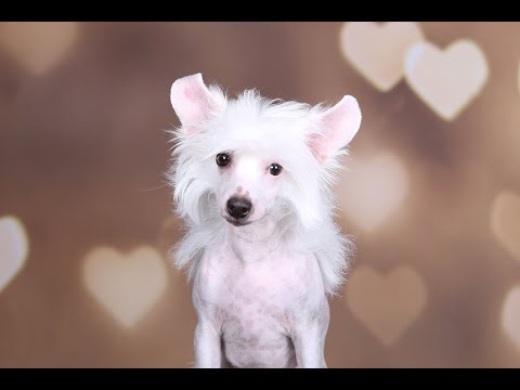 Видео: Щеночек Юппи / Продан / Китайская Хохлатая Собака
